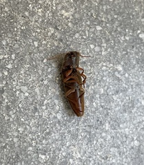 Diplostethus carolinensis
