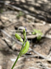 Astragalus toanus