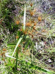 Rhynchospora macrostachya