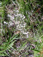 Eupatorium novae-angliae