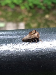 Telamona ampelopsidis