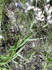 Eupatorium novae-angliae