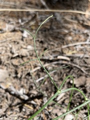 Astragalus toanus