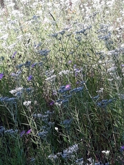 Eupatorium novae-angliae