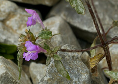 Galeopsis ladanum