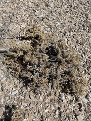 Artemisia spinescens