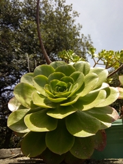 Aeonium arboreum arboreum