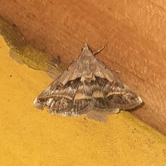 Acantholipes