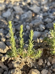 Artemisia pygmaea