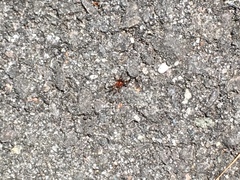 Dysderidae