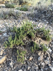 Artemisia pygmaea