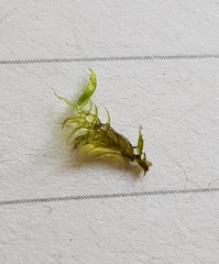 Warnstorfia fluitans