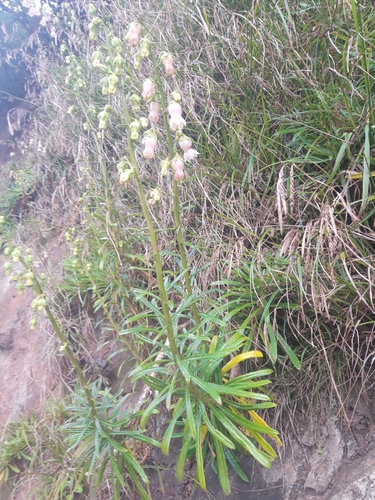 Campanula vidalii, photograph 1