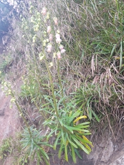 Campanula vidalii, photograph Rafael Medina, CC BY, iNaturalist via GBIF