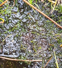 Warnstorfia fluitans