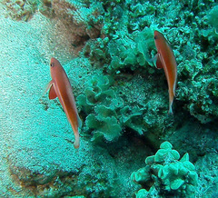 Pseudanthias taeniatus
