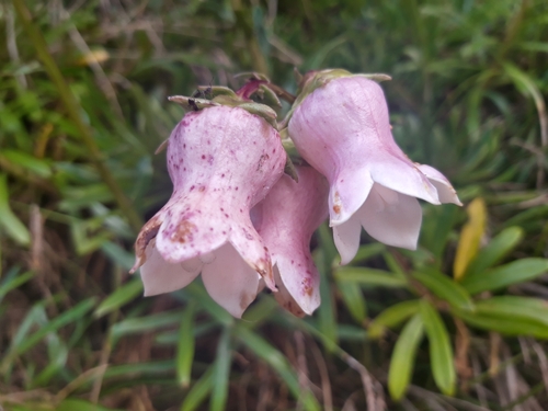 Campanula vidalii, photograph 2