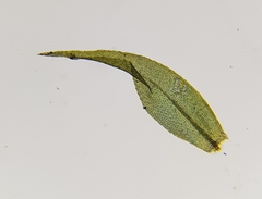 Warnstorfia fluitans