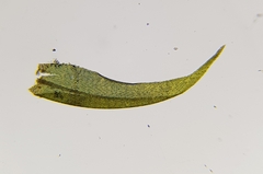 Warnstorfia fluitans