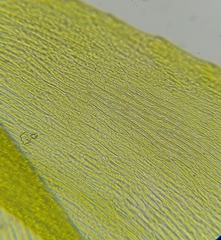 Warnstorfia fluitans