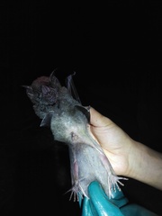 Phyllostomus hastatus