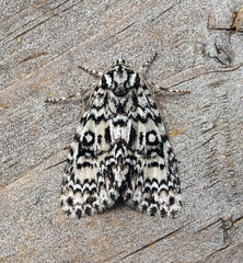Acronicta heitzmani