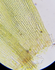 Warnstorfia fluitans