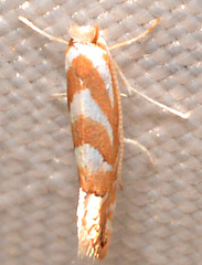 Phyllonorycter argentinotella