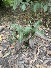 Epipactis