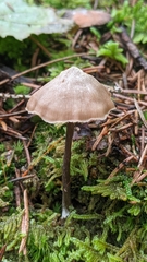 Entoloma conicum