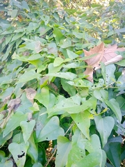 Aristolochia triangularis