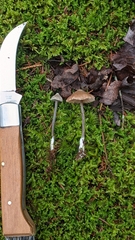 Entoloma conicum