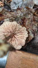 Entoloma conicum