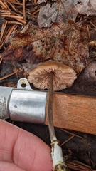 Entoloma conicum