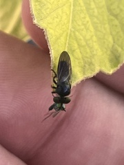 Cerotainia macrocera