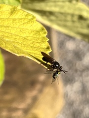 Cerotainia macrocera