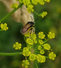 Arge pagana stephensii