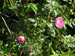 Rosa nitida