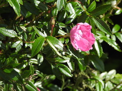 Rosa nitida