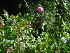 Rosa nitida