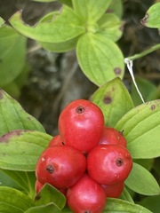 Cornus suecica