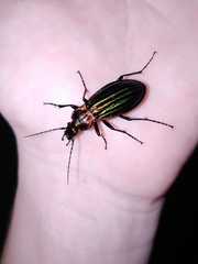 Carabus lineatus