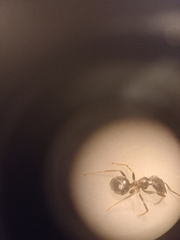 Lasius fuliginosus