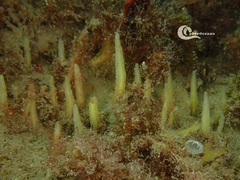 Ciocalypta penicillus