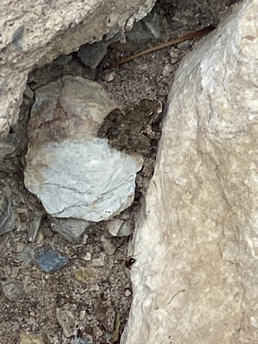 Blanchard's Cricket Frog photographed in Oklahoma