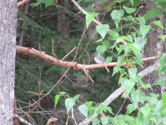 Junco hyemalis image