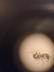 Lasius fuliginosus