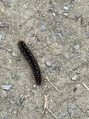 Eriogaster arbusculae