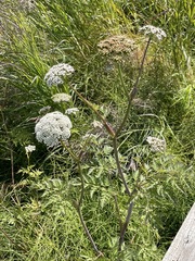 Conioselinum