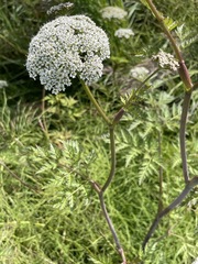 Conioselinum
